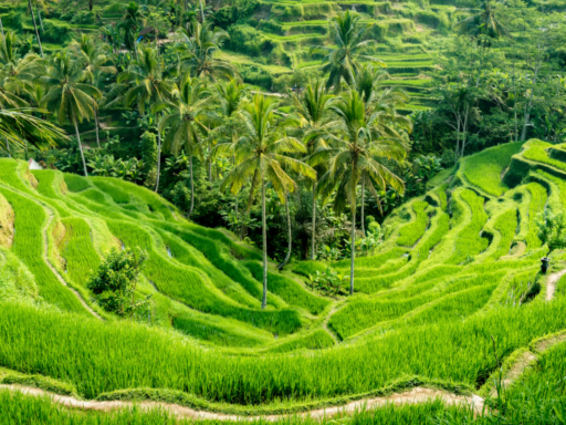 Les-Calebes-Indonesie-e1683119966521