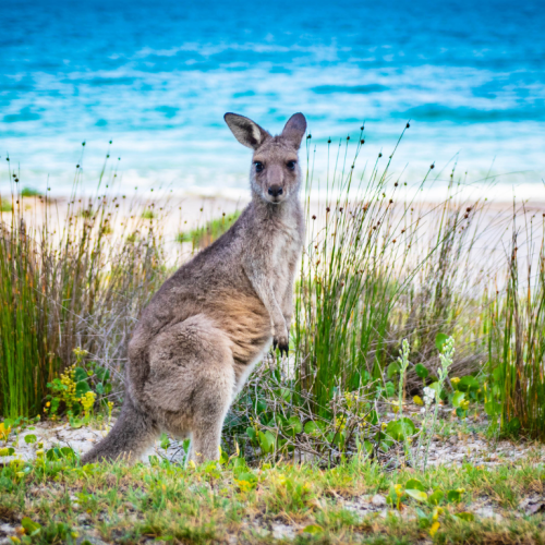 Australie (1)