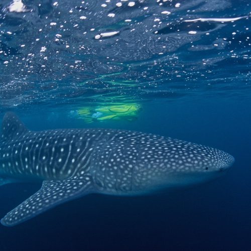 Djibouti Requin baleine