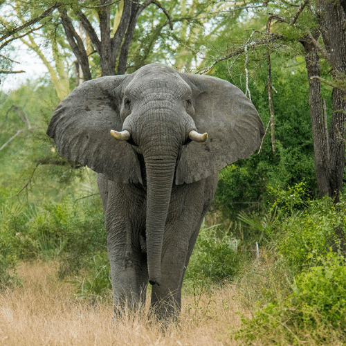 Gorongosa National Park