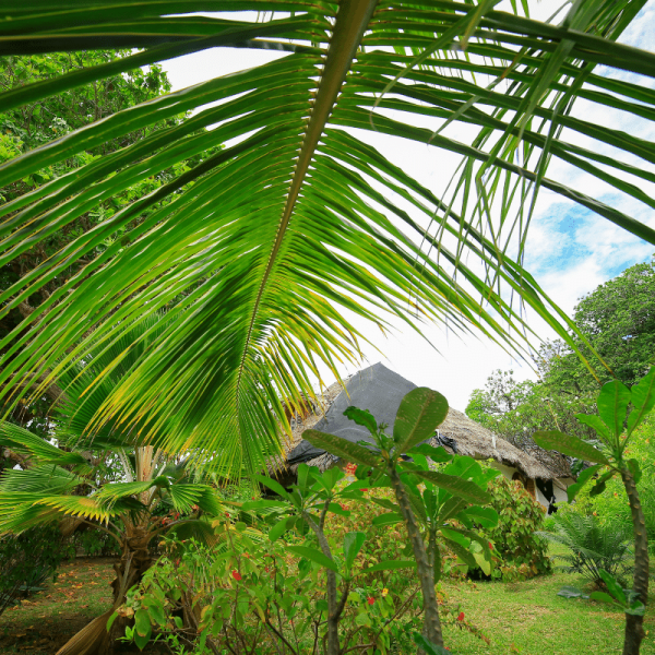IT Seychelles