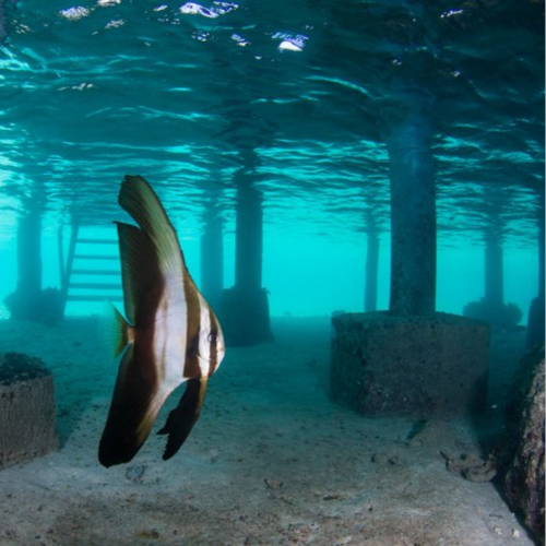 Indonésie Marine Life