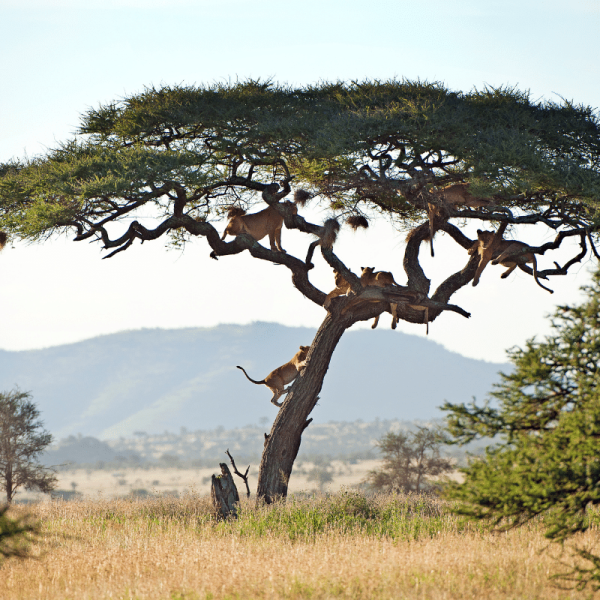 KLP Tanzania