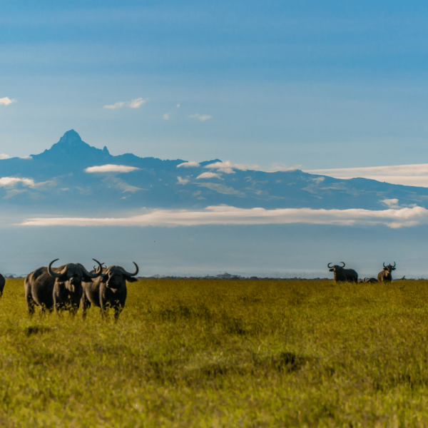KLT Kenya