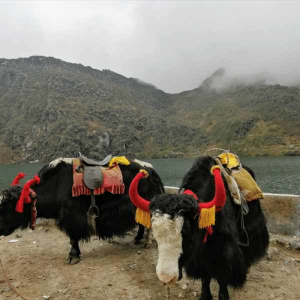 KP Travel India