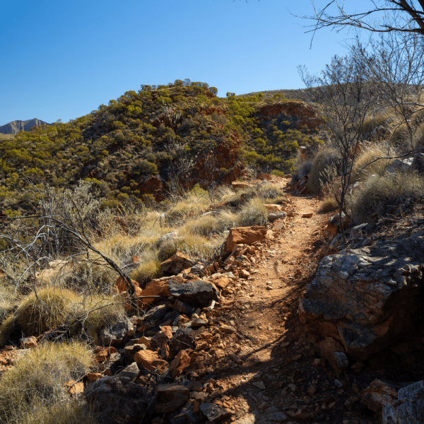 Larapinta Australia