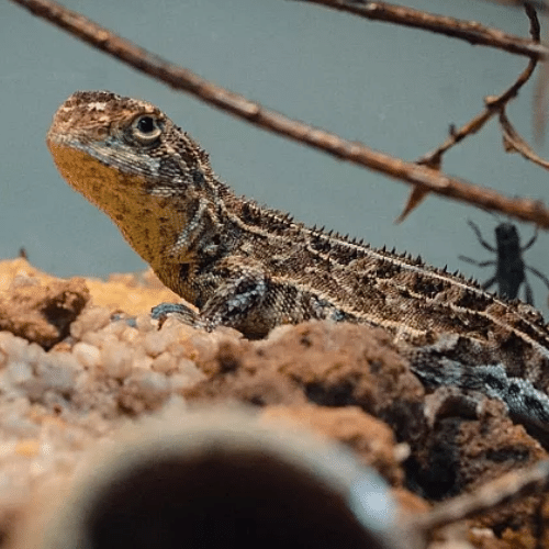 Lézard Australien