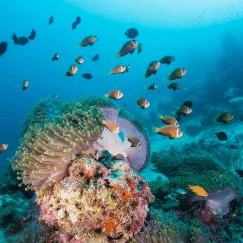 Maldives marine reserve