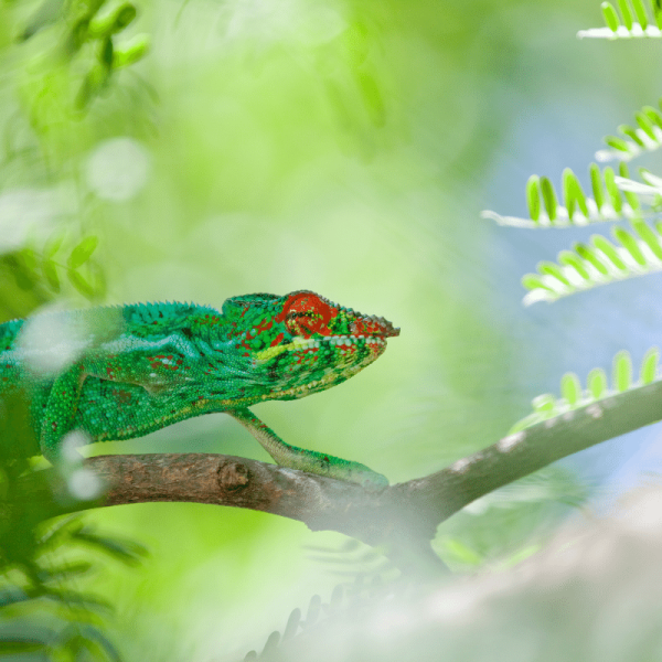 SD La Réunion