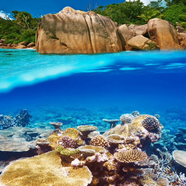 STT Seychelles