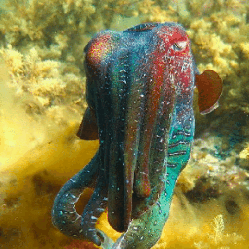 Seiche géante Australia