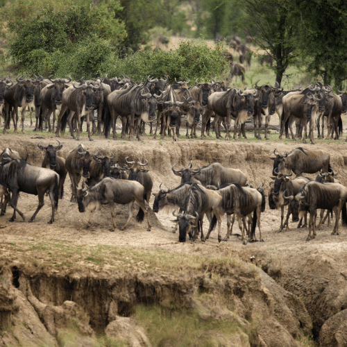 Serengeti Tanzanie
