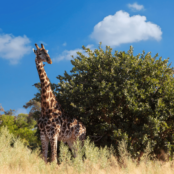TRB Travel South Africa (1)