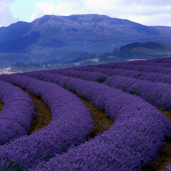 TSM Tasmania