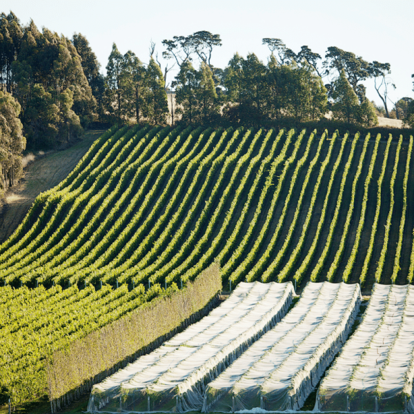 TSV Tasmania